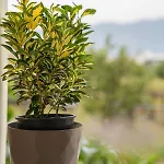 Estell's Sweet Luxury House