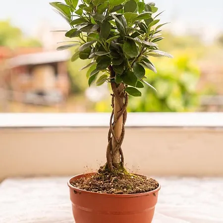 Estell's Sweet Luxury House