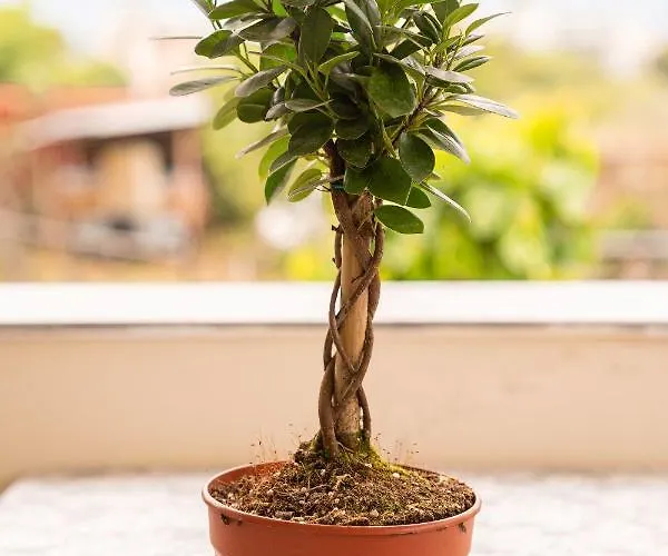 Estell's Sweet Luxury House