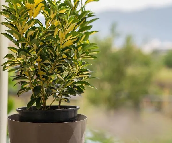 Estell's Sweet Luxury House